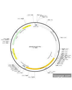 pbmp6(mouse)-Fluc