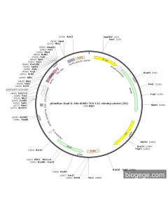 pFastBac-Dual-6×His-SUMO-TEV-LIC-cloning-vector (5B)
