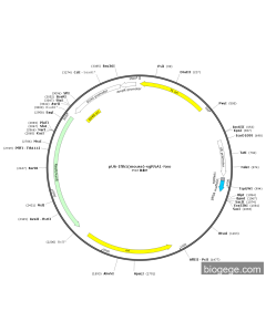 pU6-Ifih1(mouse)-sgRNA1-Neo
