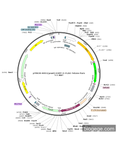 pTRE3G-BXI1(yeast)-EGFP-3×FLAG-Tetone-Puro