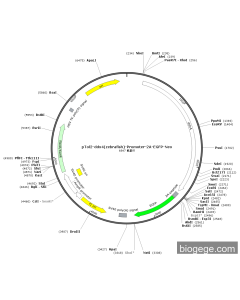 pTol2-DDX4(zebrafish)-Promoter-2A-EGFP-Neo