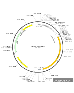 pSlc3A2(human)-Fluc