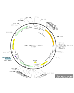 pCMV-LDHB(human)-8×His-Neo