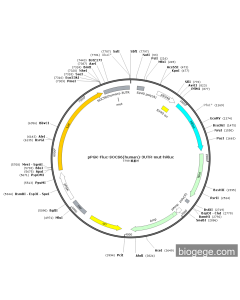 pPGK-Fluc-SOCS6(human)-3UTR-mut-hRluc