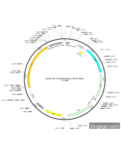 pPGK-Fluc-SOCS6(human)-3UTR-hRluc
