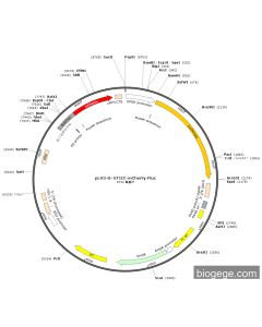 pLV3-8×GTIIC-mCherry-Fluc