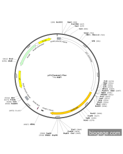 p21(human)-Fluc
