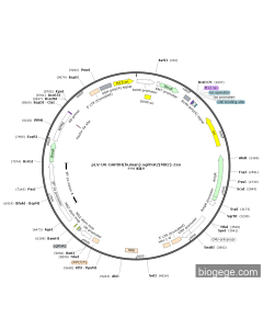 pLV-U6-GAPDH(human)-sgRNA2(MS2)-Zeo