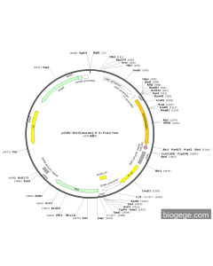 pCMV-Il1r2(mouse)-3-3×FLAG-Neo