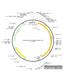 pSYK(human)-rs290985-miniP-Fluc