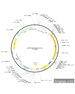 pCMV-Egr2(mouse)-Neo