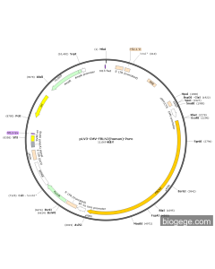 pLV3-CMV-FBLN2(human)-Puro