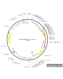pCMV-FGF8(human)-3×FLAG-Neo