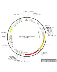 pLV3-CMV-Fluc2-tdTomato-Puro