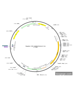 PiggyBac-CMV-GABRB2(human)-Neo