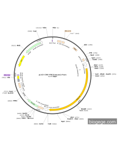 pLV3-CMV-Ptk2(mouse)-Puro