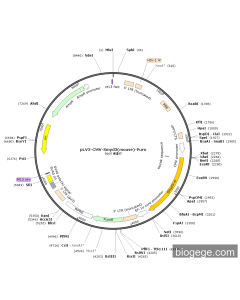 pLV3-CMV-Smyd3(mouse)-Puro