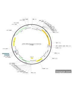 pCMV-NPSR1(human)-5-3×FLAG-Neo