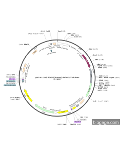 pLV3-H1-2O2-ROCK2(human)-shRNA2-TetR-Puro