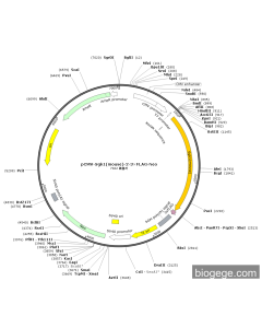 pCMV-Sgk1(mouse)-2-3×FLAG-Neo