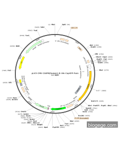 pLV3-CMV-CASP8(human)-8×His-CopGFP-Puro