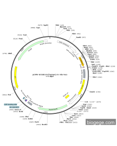 pCMV-SCGB1A1(human)-6×His-Neo