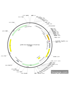 pCMV-CCL17(human)-3×FLAG-Neo