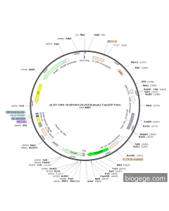 pLV3-CMV-circRNA0126192(human)-CopGFP-Puro