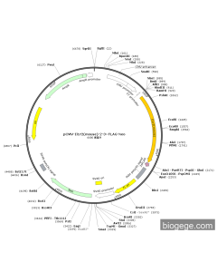 pCMV-Il1r2(mouse)-2-3×FLAG-Neo