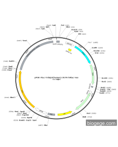 pPGK-Fluc-Tnfaip3(human)-3UTR-hRluc-Neo