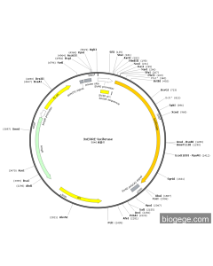 3xERRE-luciferase