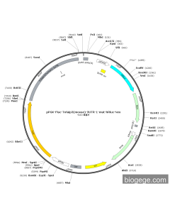 pPGK-Fluc-Tnfaip3(mouse)-3UTR-1-mut-hRluc-Neo
