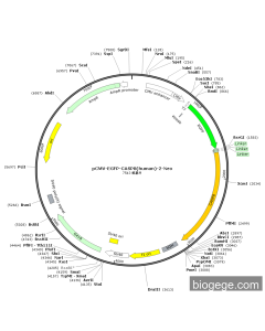 pCMV-EGFP-CASP8(human)-2-Neo