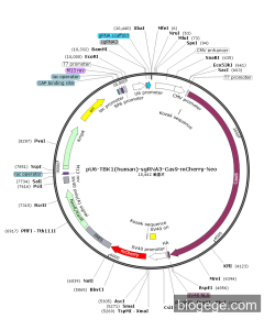 pU6-TBK1(human)-sgRNA3-Cas9-mCherry-Neo