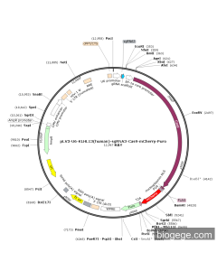 pLV3-U6-KLHL13(human)-sgRNA3-Cas9-mCherry-Puro