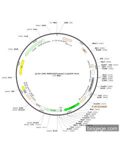 pLV3-CMV-MIR620(human)-CopGFP-Puro