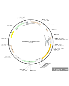 pLV2-TRE3GV-IDH2(human)-Hyg