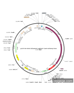 pLV3-U6-KLHL13(human)-sgRNA2-Cas9-mCherry-Puro