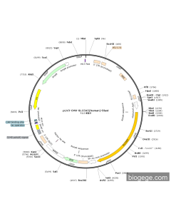pLV3-CMV-SLC5A5(human)-Blast
