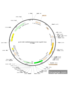 pLV3-CMV-CASP6(human)-8×His-CopGFP-Puro