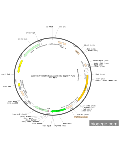 pLV3-CMV-CASP9(human)-8×His-CopGFP-Puro