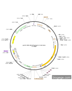 pLV3-CMV-SELE(human)-3×HA-Puro