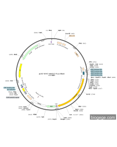 pLV3-NFAT-miniIL2-FLuc-Blast