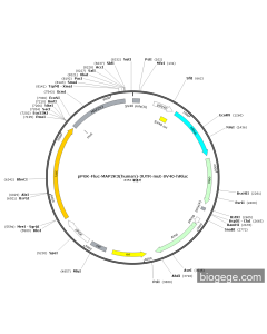 pPGK-Fluc-MAP2K3(human)-3UTR-mut-SV40-hRluc
