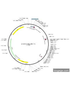 pComb3XTT(转TG1用2×YT)
