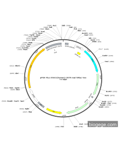 pPGK-Fluc-SNAI1(human)-3UTR-mut-hRluc-Neo