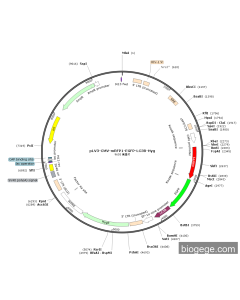 pLV3-CMV-mRFP1-EGFP-LC3B-Hyg