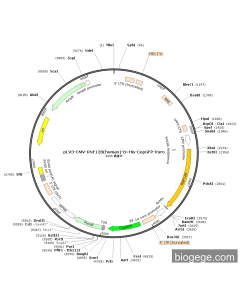 pLV3-CMV-RNF128(human)-8×His-CopGFP-Puro