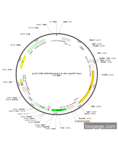 pLV3-CMV-RIPK3(human)-8×His-CopGFP-Puro