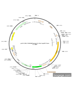 pLV3-CMV-TRIM58(human)-8×His-CopGFP-Puro